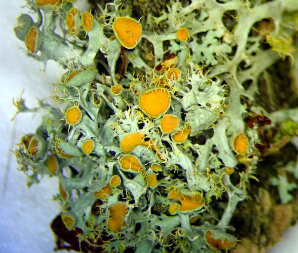 Teloschistes chrysophthalmus 111491476