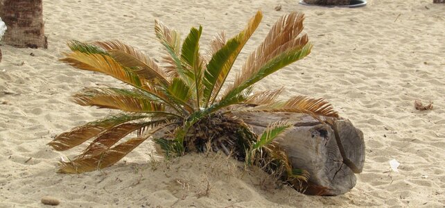 Hot driftwood palm