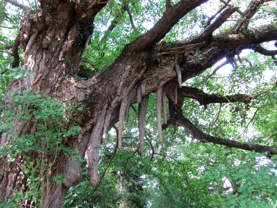 Tamba-kokubunji icho