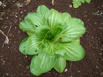 Healthy garden cultivation