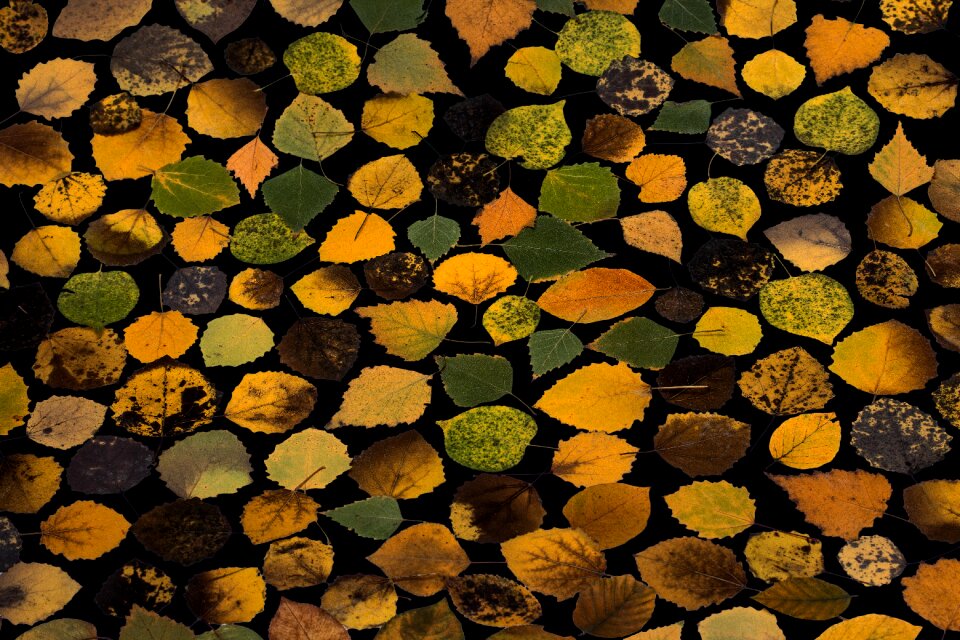 Tree leaf fall leaves dry
