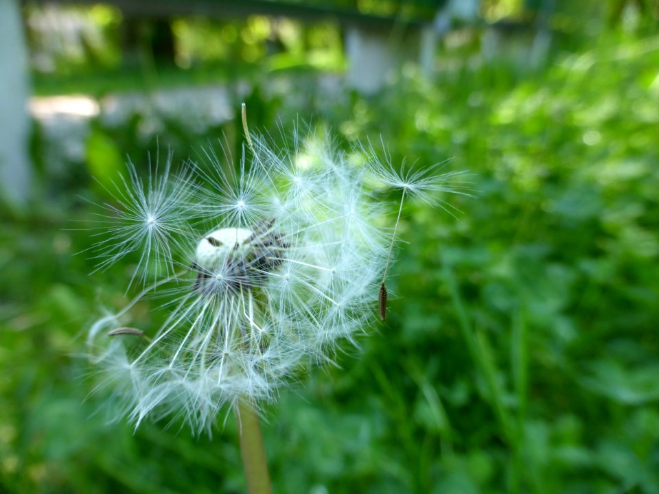 Taraxacum-2