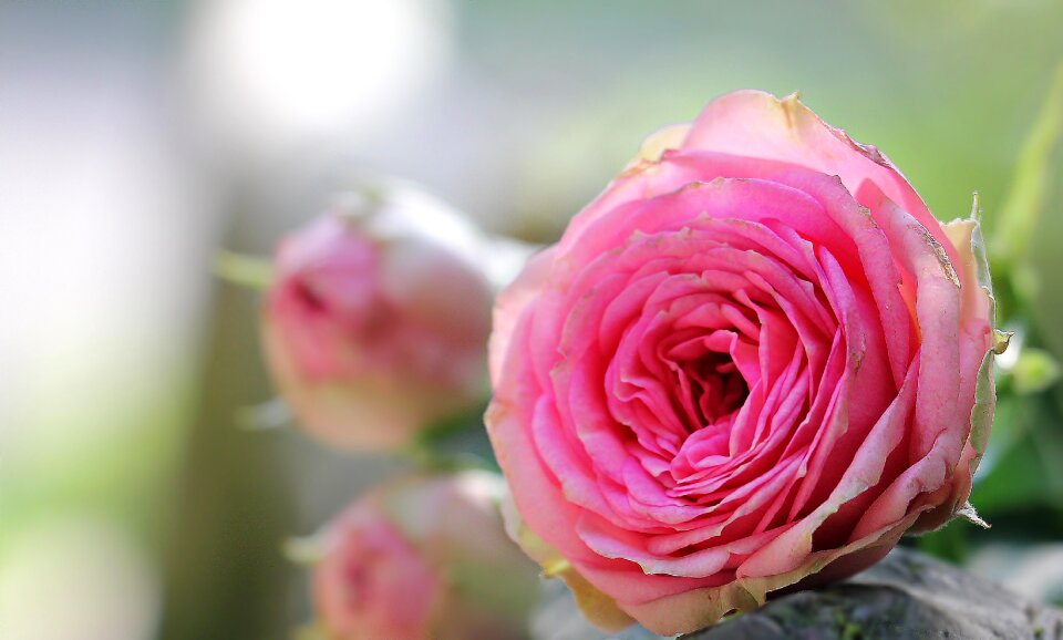 Bush florets pink flowers bud