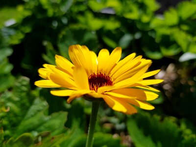 Flower yellow marigold photo