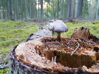 Mushroom forest stump