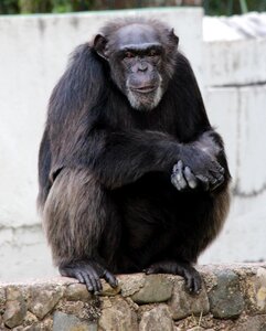 Sitting view animal