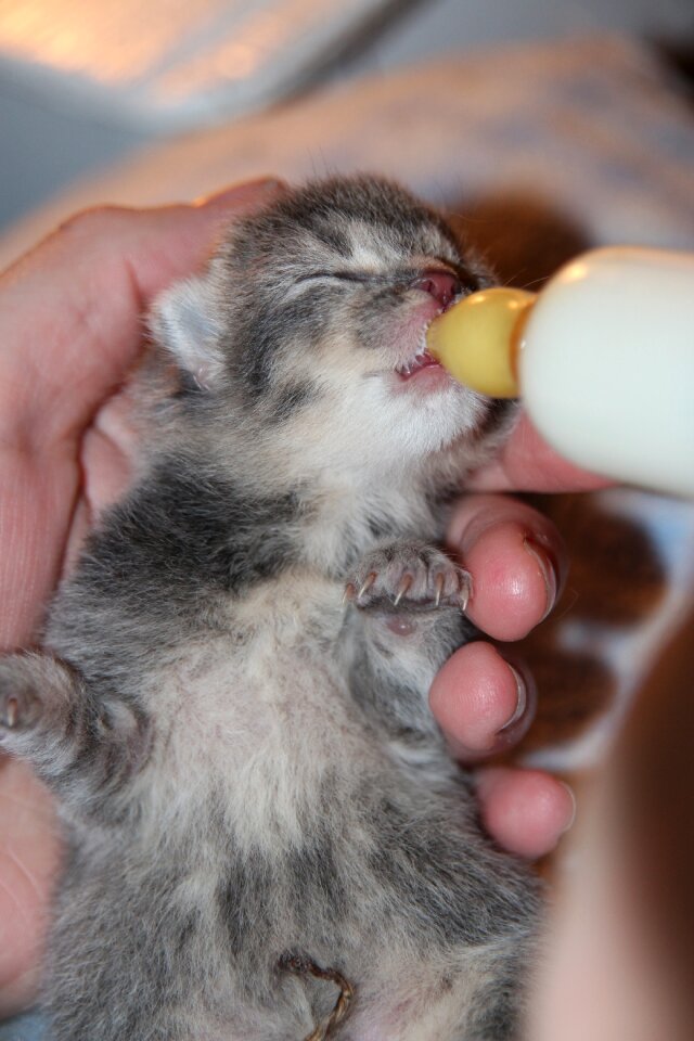 Drink kitten cat