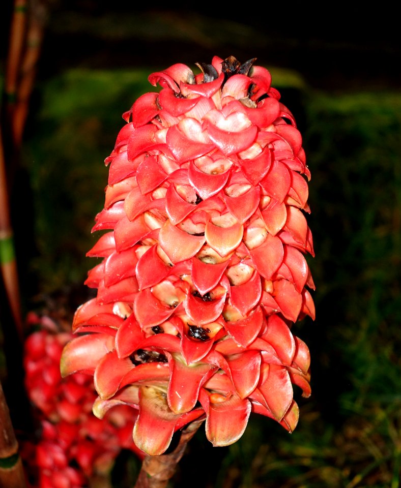 Tapeinochilos ananassae - Botanischer Garten - Heidelberg, Germany - DSC01159