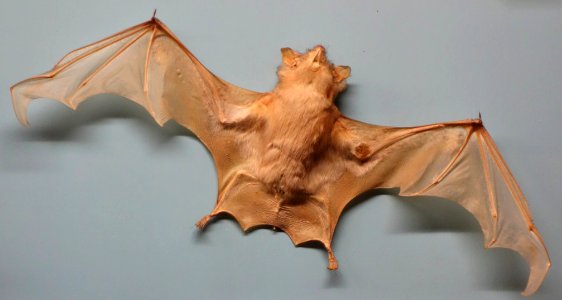 Taphozous longimanus - Museo Civico di Storia Naturale Giacomo Doria - Genoa, Italy - DSC02550