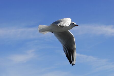 Ease birds nature