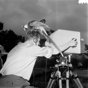 Televisieopname in Artis, Bestanddeelnr 905-2094