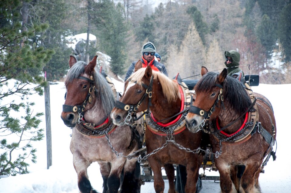 Slide winter landscape horses