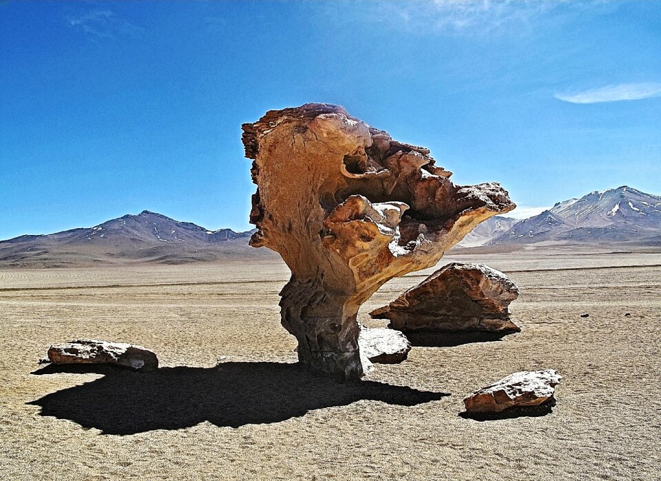 Bolivia tree pierre