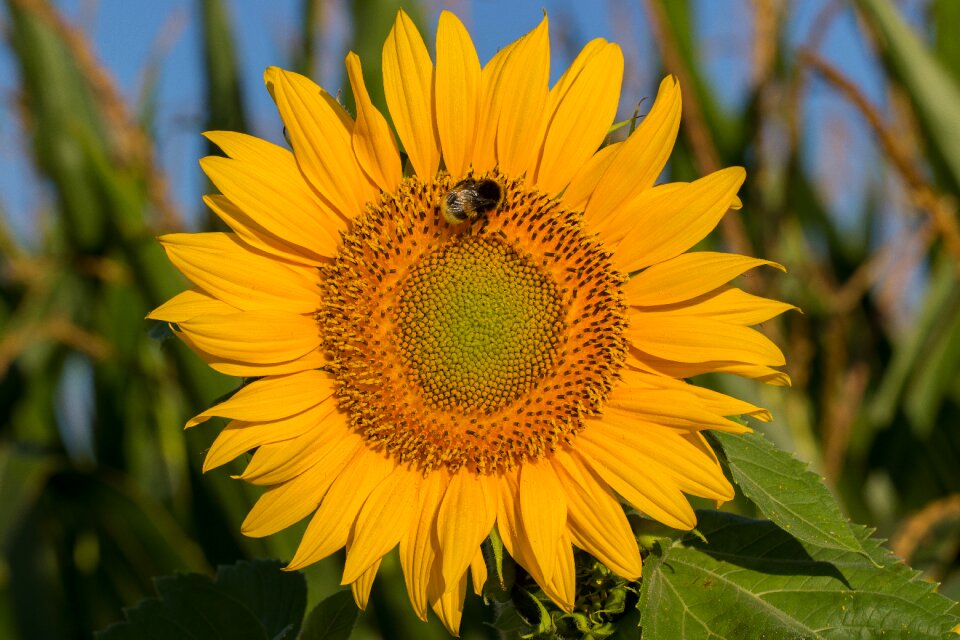 Summer yellow nature