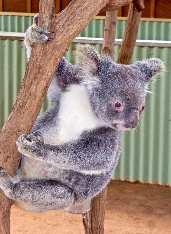 Cute marsupial wildlife