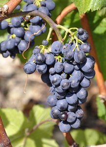 Vine grapevine blue