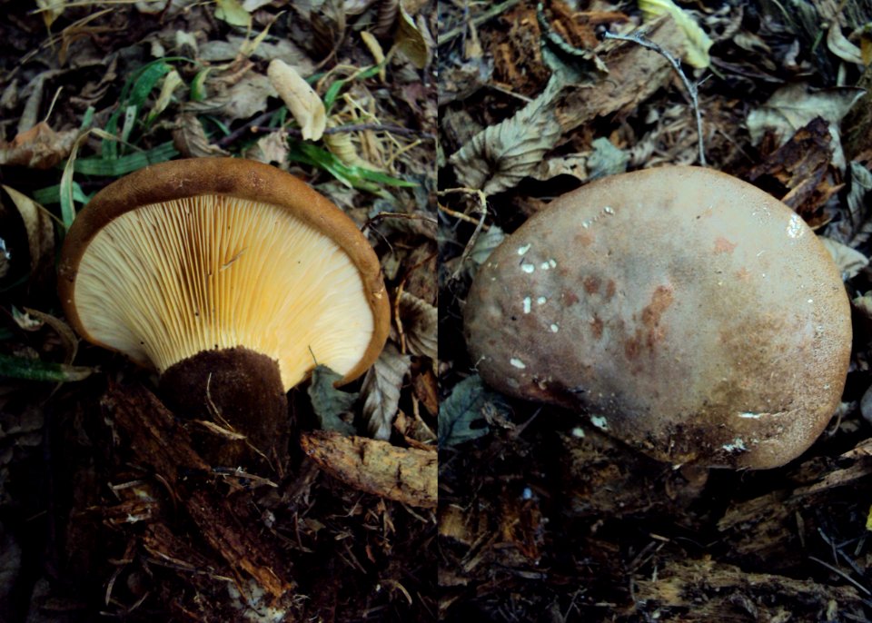 Tapinella atrotomentosa Podkomorské lesy