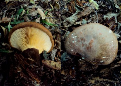 Tapinella atrotomentosa Podkomorské lesy