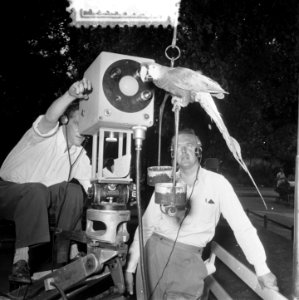Televisieopname in Artis, Bestanddeelnr 905-2093