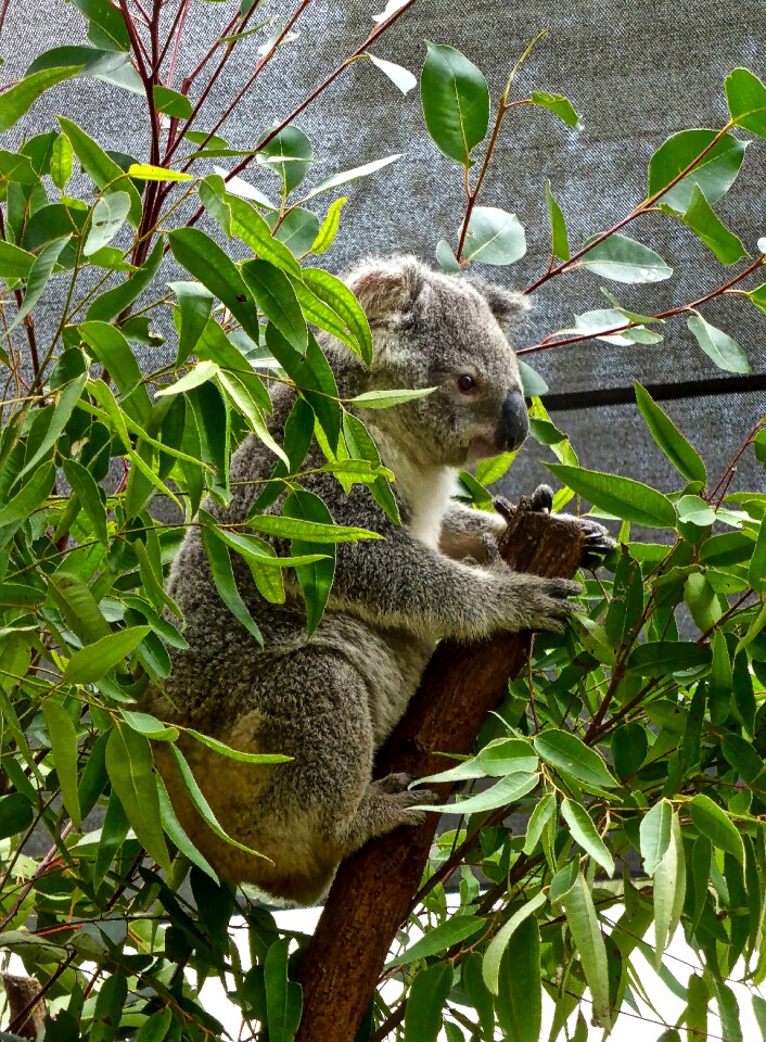 Eucalyptus cute marsupial