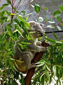 Eucalyptus cute marsupial photo