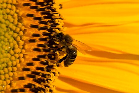 Summer yellow bee photo