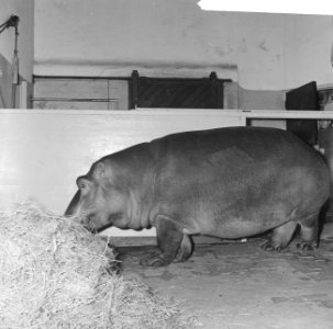 Tanja, nijlpaard te Blijdorp, Tanja nog in de kist in de takel, Bestanddeelnr 918-6453
