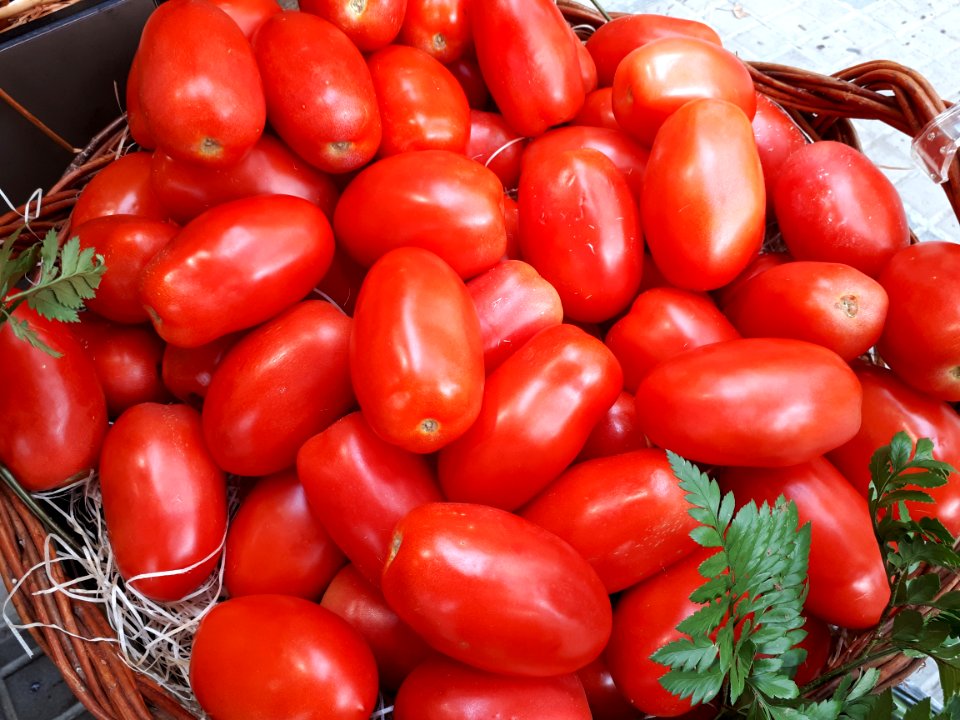 Tomates pera 2017 A1