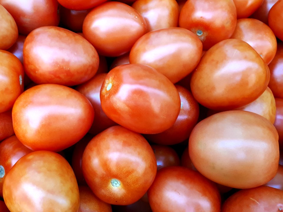 Tomates pera 2017 B2