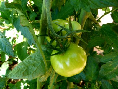Tomates vertes