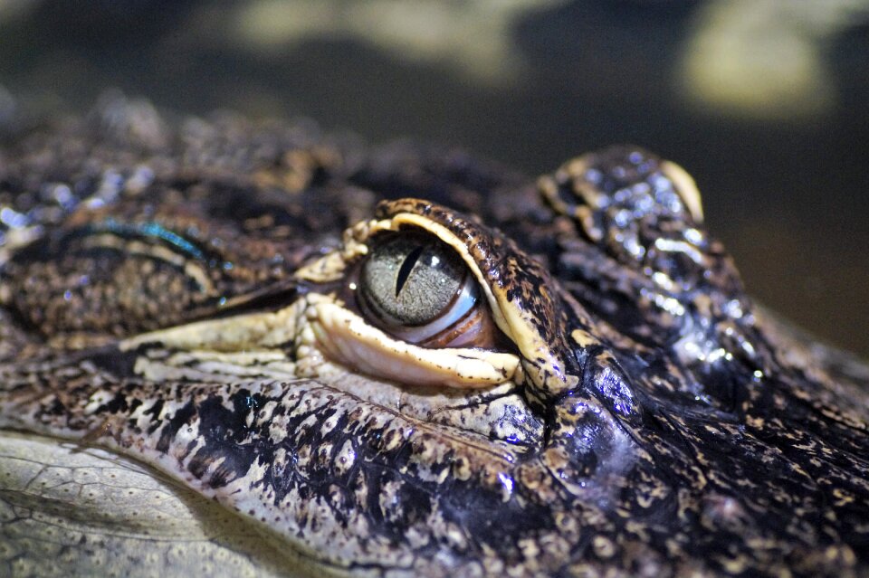 Eye reptile detailed