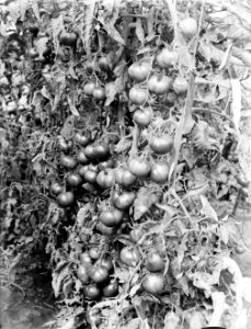 Tomaten van kwekerij J van den Berg in Poeldijk, Bestanddeelnr 252-0911