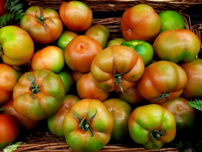 Tomates verde 2017 A