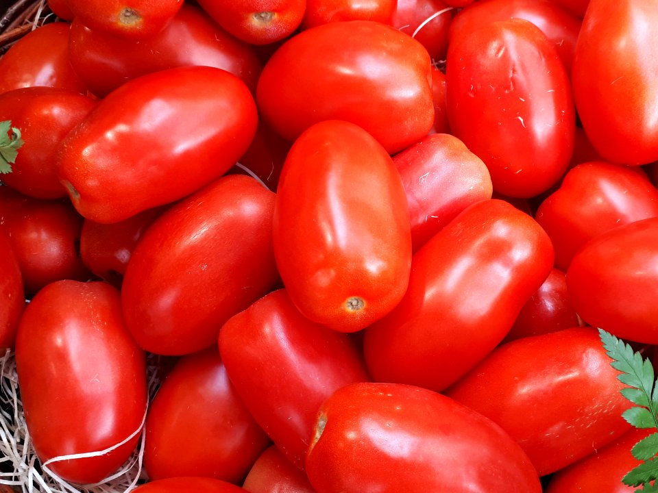 Tomates pera 2017 A2