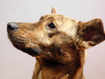 Dog animal canine photo