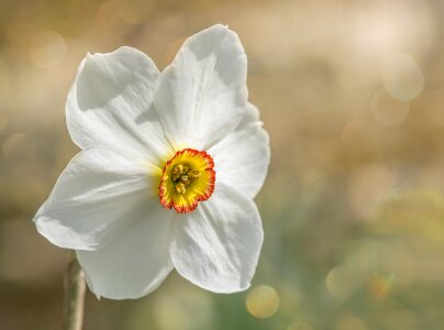 Dense daffodil blossom bloom