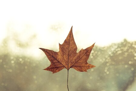 Leaf light mood