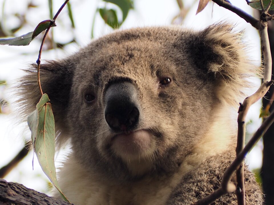 Face animal bear photo