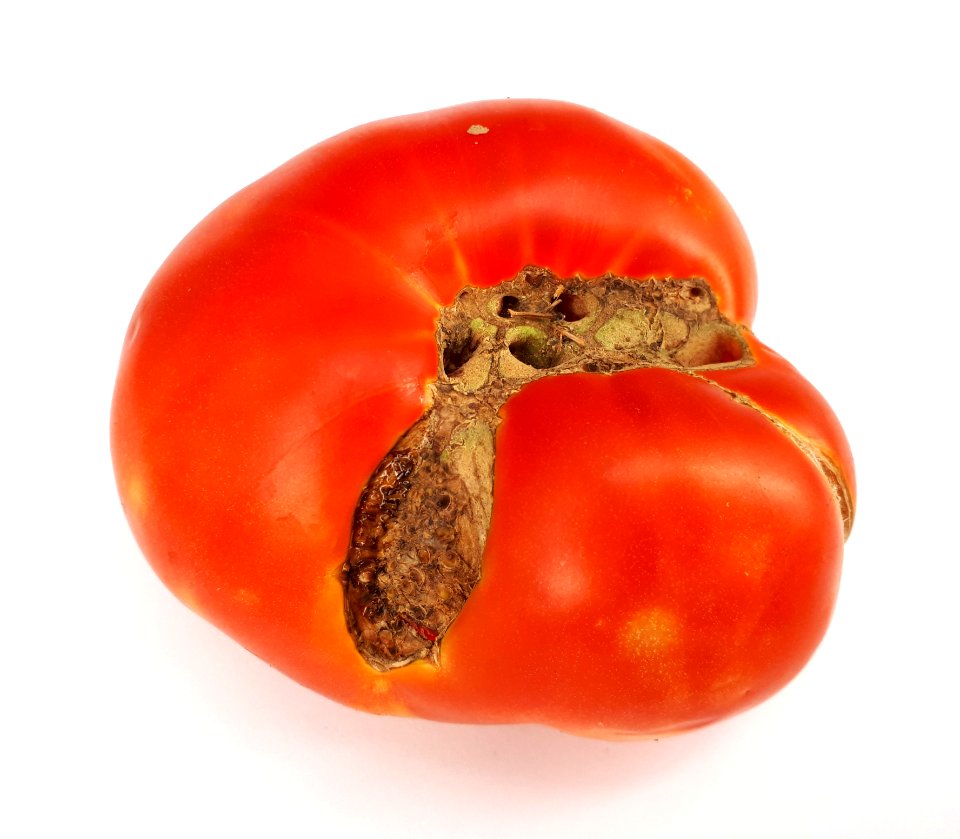 Tomato hole scab 2017 A