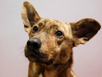 Dog animal canine