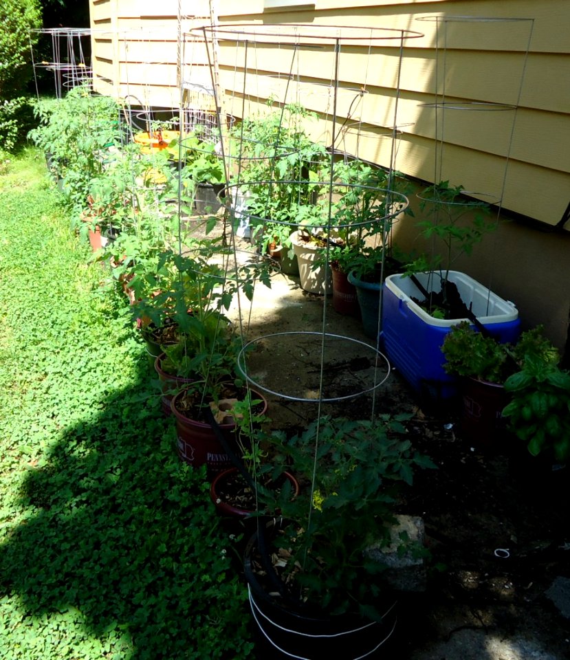 Tomato plants and others growing in NJ