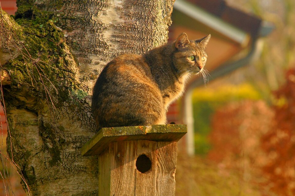 Lurking watch spring