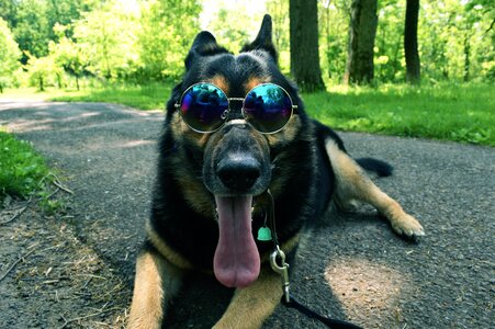Pet domestic canine