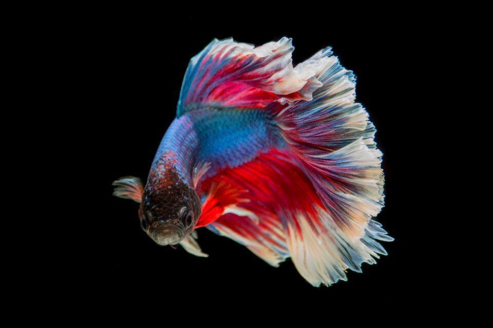 Battle fish thailand flick