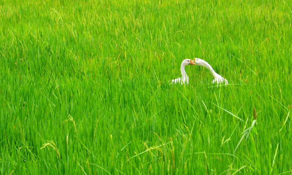 Couple green rice green field
