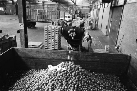 Tomaten en komkommers worden doorgedraaid in Westland grote hopen fruit op vuil, Bestanddeelnr 929-2983