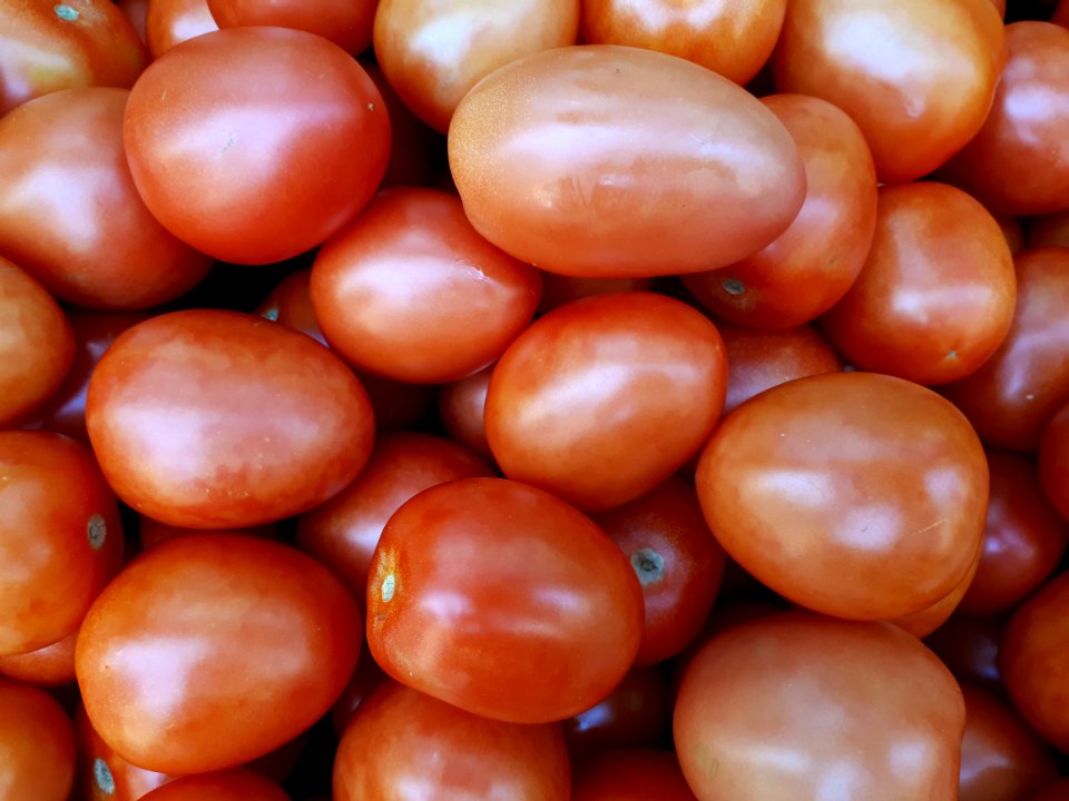 Tomates pera 2017 B3