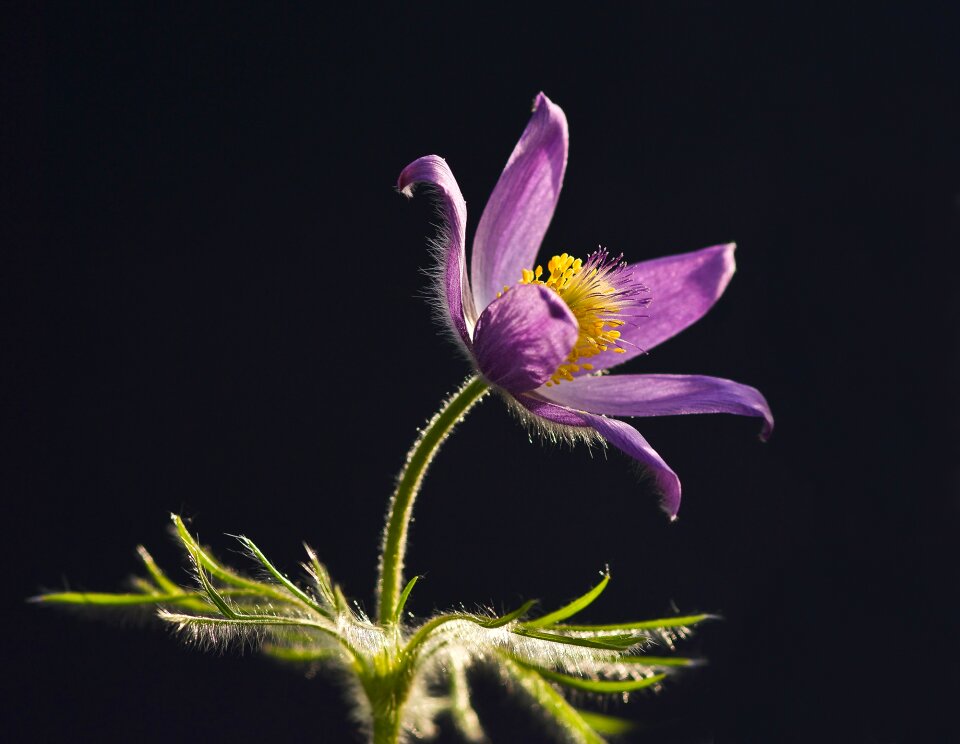 Nature plant common pasque flower