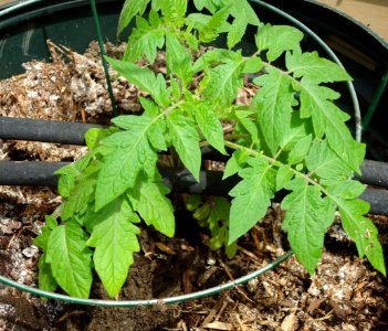 Tomato plant in garbage barrel with two black drip hoses and mulch