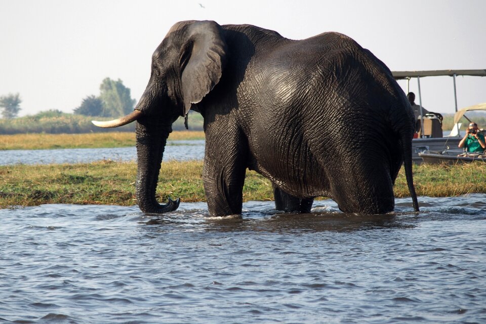 Elephant botswana chobe